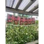 Winsor & Newton Designers Gouache Set Tubos 5x14ml Colores Botanicos