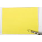 Winsor & Newton Winton Olio Set Tubi 5x37ml Colori Arte Botanica