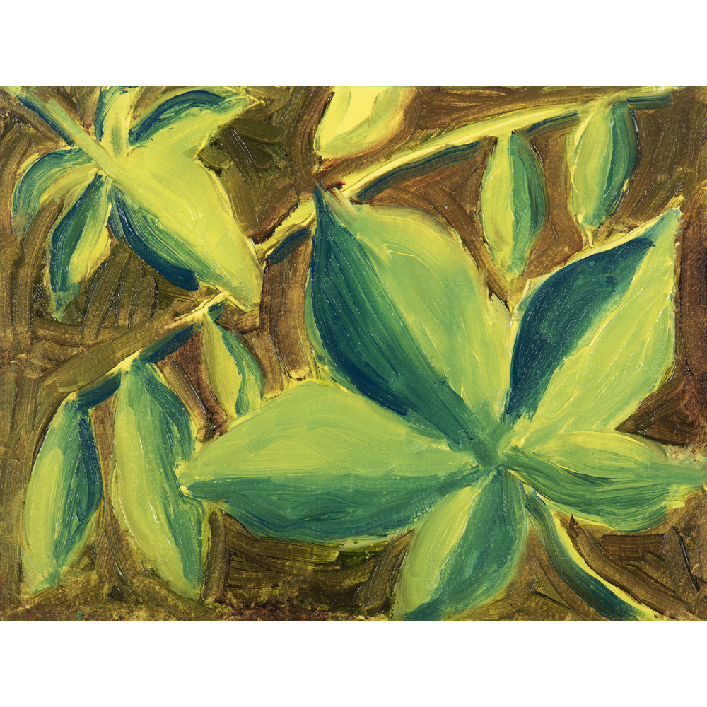 Winsor & Newton Winton Oil Colour Botanic Set x5